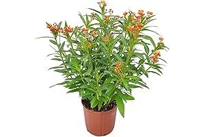 Milkweed or Monarch Butterfly-Friendly Live Plant