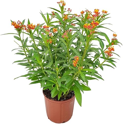 Planta de algodoncillo vivo con flores naranjas, altura total de 28 a 34 pulgadas, atractor de mariposa monarca, Tropical Plants of Florida (planta)