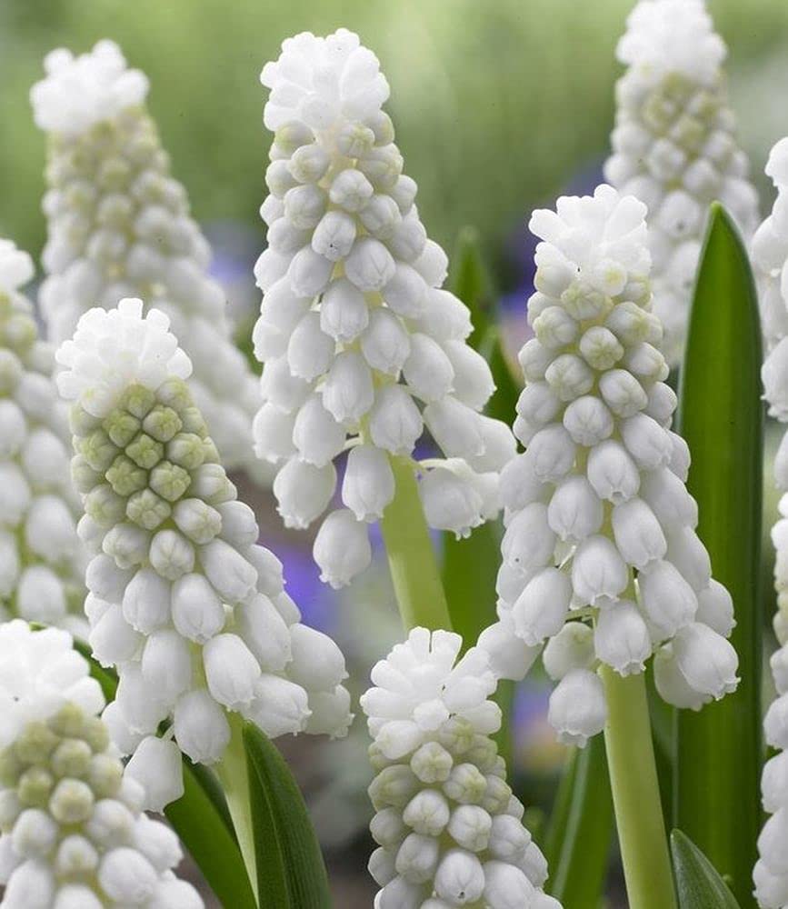 Live Green Flower Bulbs | Muscari ‘Siberian Tiger’ Hybrid Bulbs For Winter Season - (Pack Of 10 Bulbs)
