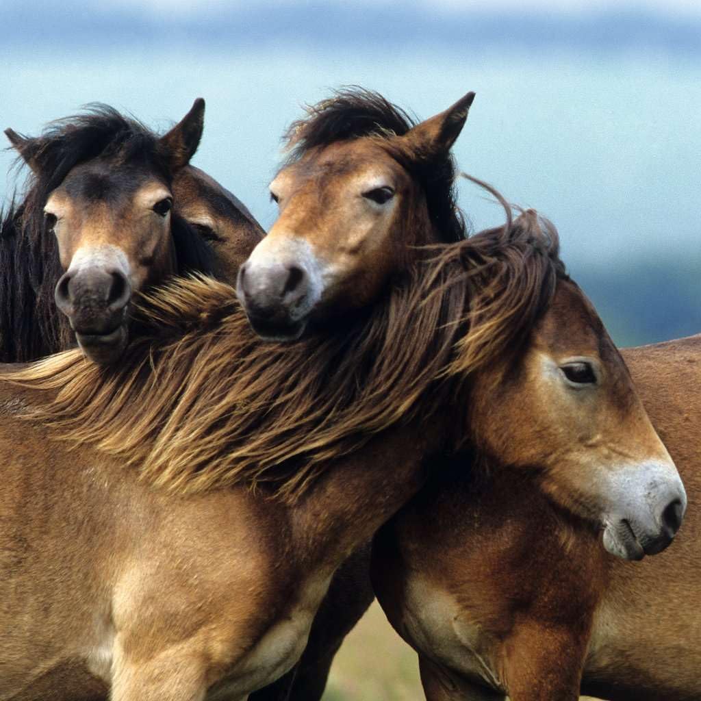 Ravensburger Lovely horses Jigsaw Puzzle (3x49 Piece)