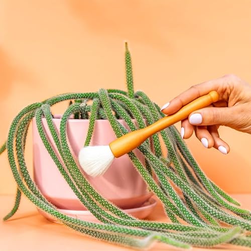 Miniatura 7 de Southside - Cepillos de limpieza para plantas suculentas y cactus, asas de madera con cerdas suaves de pelo de cabra, herramientas de limpieza de