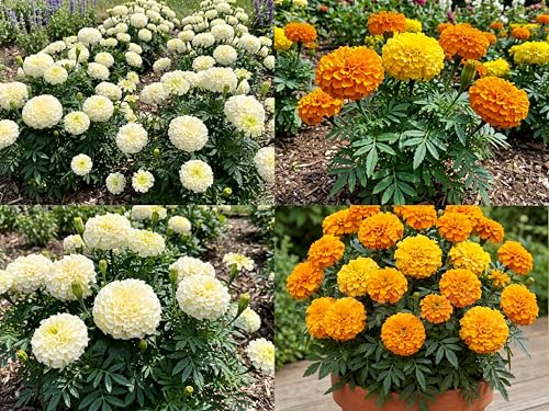 Image of Low Maintenance Hybrid Flower Seeds Combo Pack- All Year Flower Seeds Supply (MARIGOLD 2 VARIETIES)