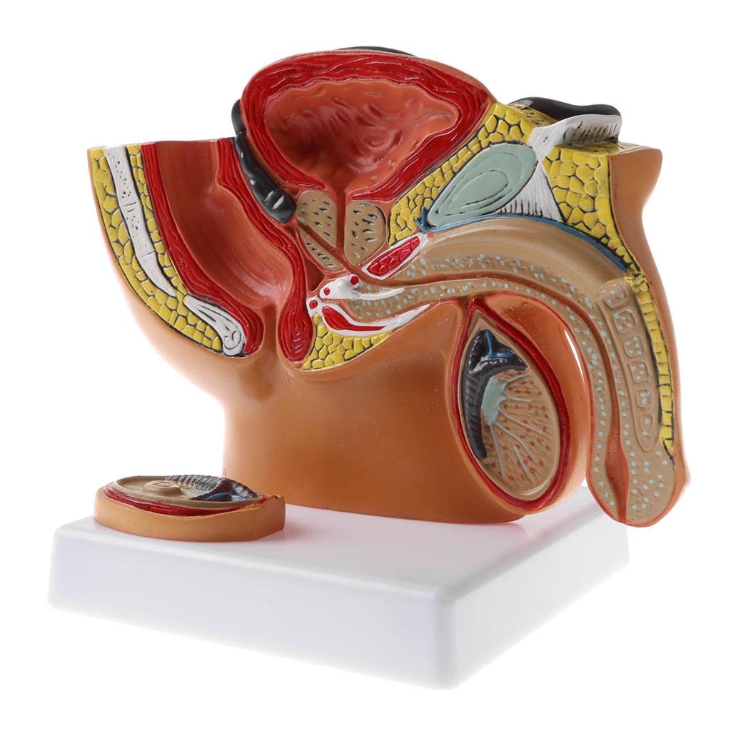 Modelo anatómico de cavidad pélvica masculina humana 1:2 - Modelo de estructura de esqueleto de próstata de pelvis masculina para exhibición de enseñanza - Suministros de laboratorio y coleccionables