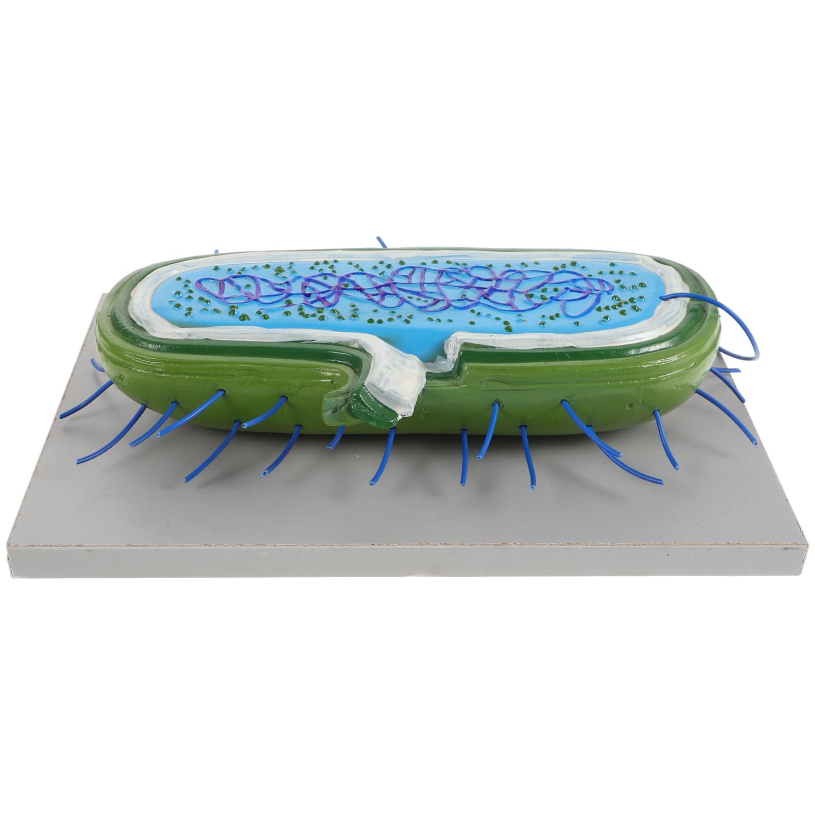 ifundom Model Models Study Prop Cell Model for Office Anatomy Biology Teaching Aid Cell Teaching Model Cell Display Model Teaching PVC