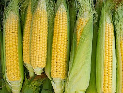 Corn Golden Bantam 8 Open Pollinated Great Heirloom Vegetable by Seed Kingdom (1 Lb Seeds)
