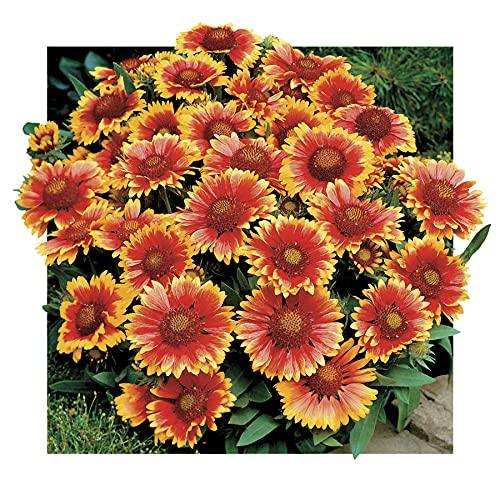 Park Seed Arizona Sun Blanket Flower Seeds