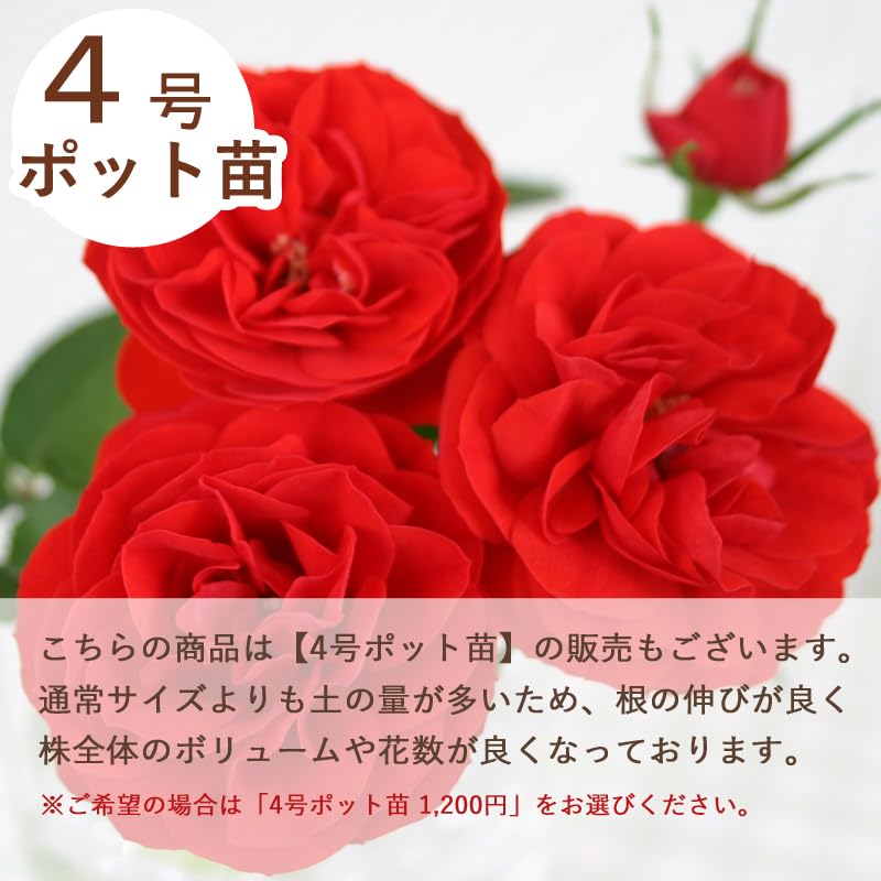 バラ苗　赤　品種不明 品種不明 バラ苗 挿し木 - メルカリ