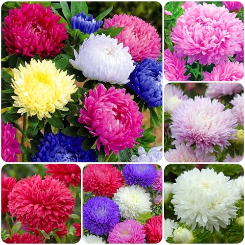 1000+ Perennial Aster Flower Seeds for Planting Outdoors-Powderpuff Mix Non-GMO Attracts Bees&Butterflies Fragrant Butterfly