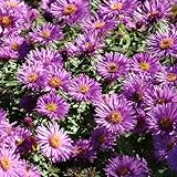 Aster Purple Dome - Late Flowering Michaelmas Daisy Plants Outdoor Garden Ready - Purple Perennials for Use as Patio, Border, or Bedding Plants - Ready to Plant Flowers (9cm Pot, 10-20cm)
