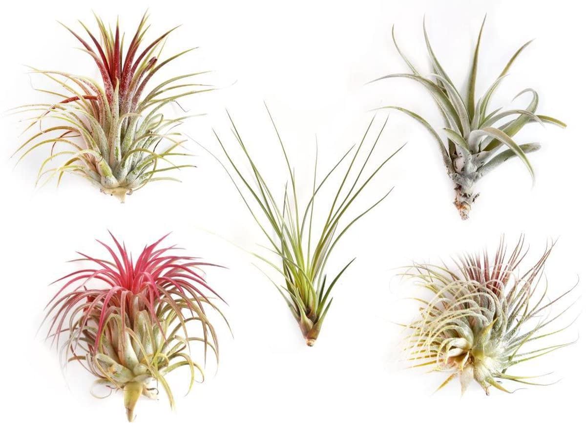 Set de 5 Plantas del Aire Vivas Plantas Naturales para Casa, DECOALIVE