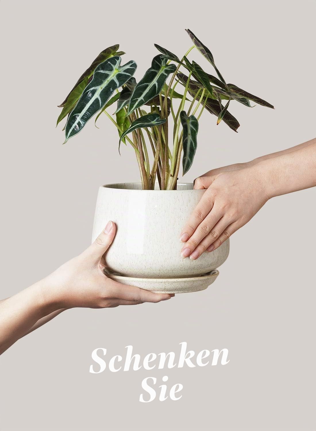 LE TAUCI Keramik Blumentopfe mit Untersetzer, 10+13+16 cm Durchmesser Klein Blumentöpfe Set, 3er Set Übertöpfe für Zimmerpflanzen, Pflanztöpfe mit Abflussloch, Reaktive Glasur Beige