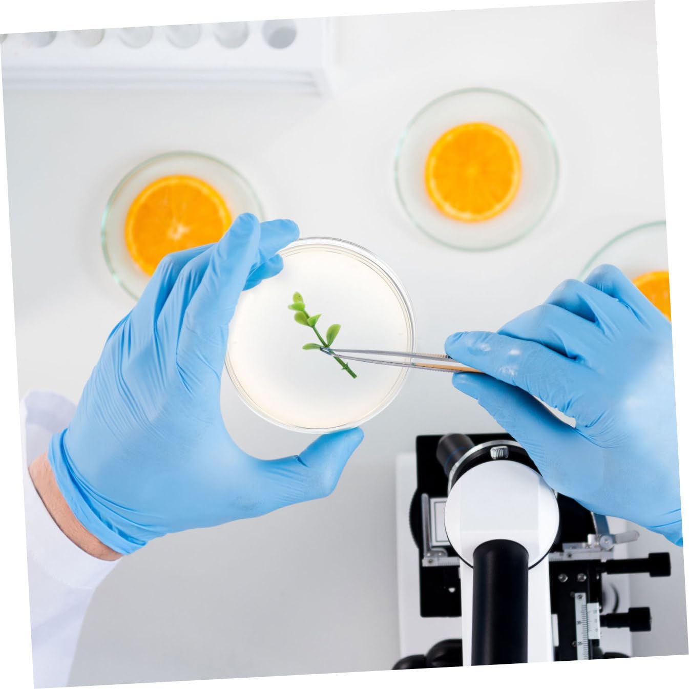 Placas de Agar Nutritivo 7cm, 10 Piezas, Cultivo Listo para Laboratorio | Suministros para Experimentos de Microbiología, Placa de Petri de Agar, Decoracion Colegio