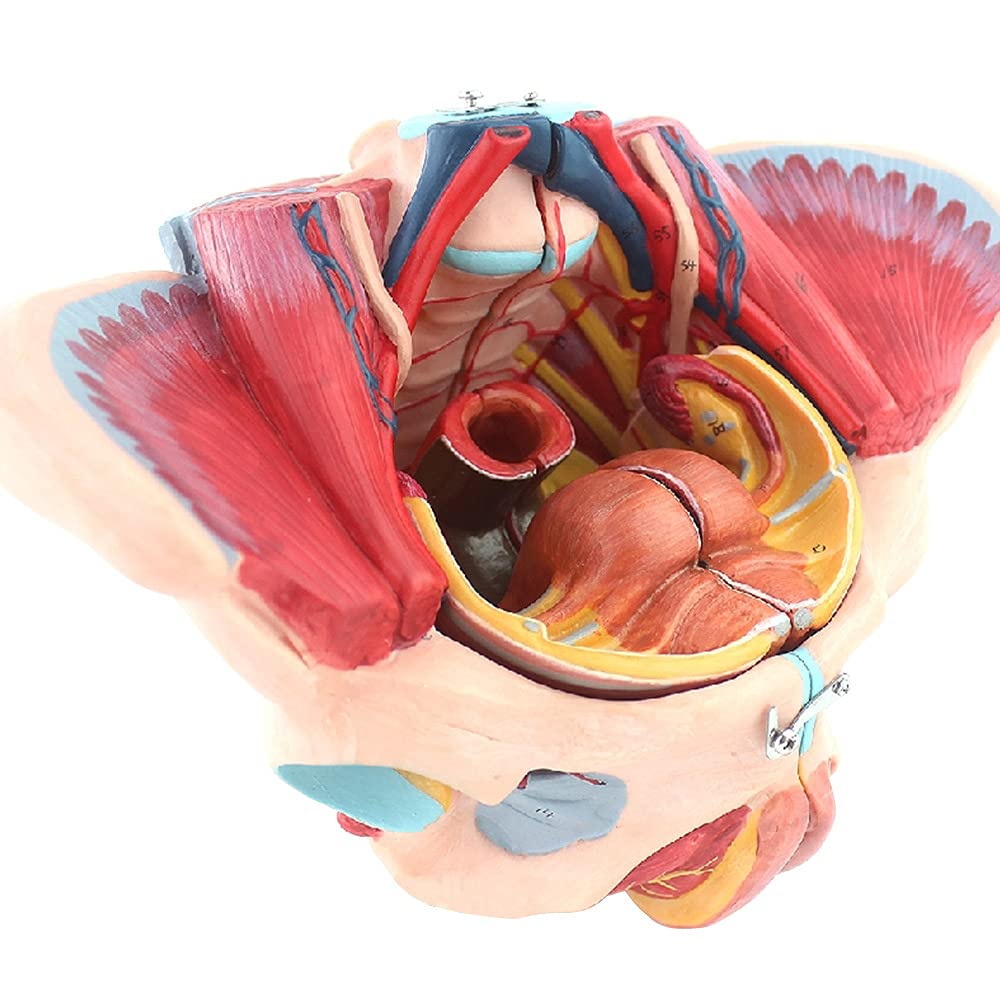 Anatomiczny Model Naprawy Kości Poporodowych, Ludzki Model Miednicy, Miednica Z Miednicą, Model Anatomii Mięśni, Prezentacja Nauczania