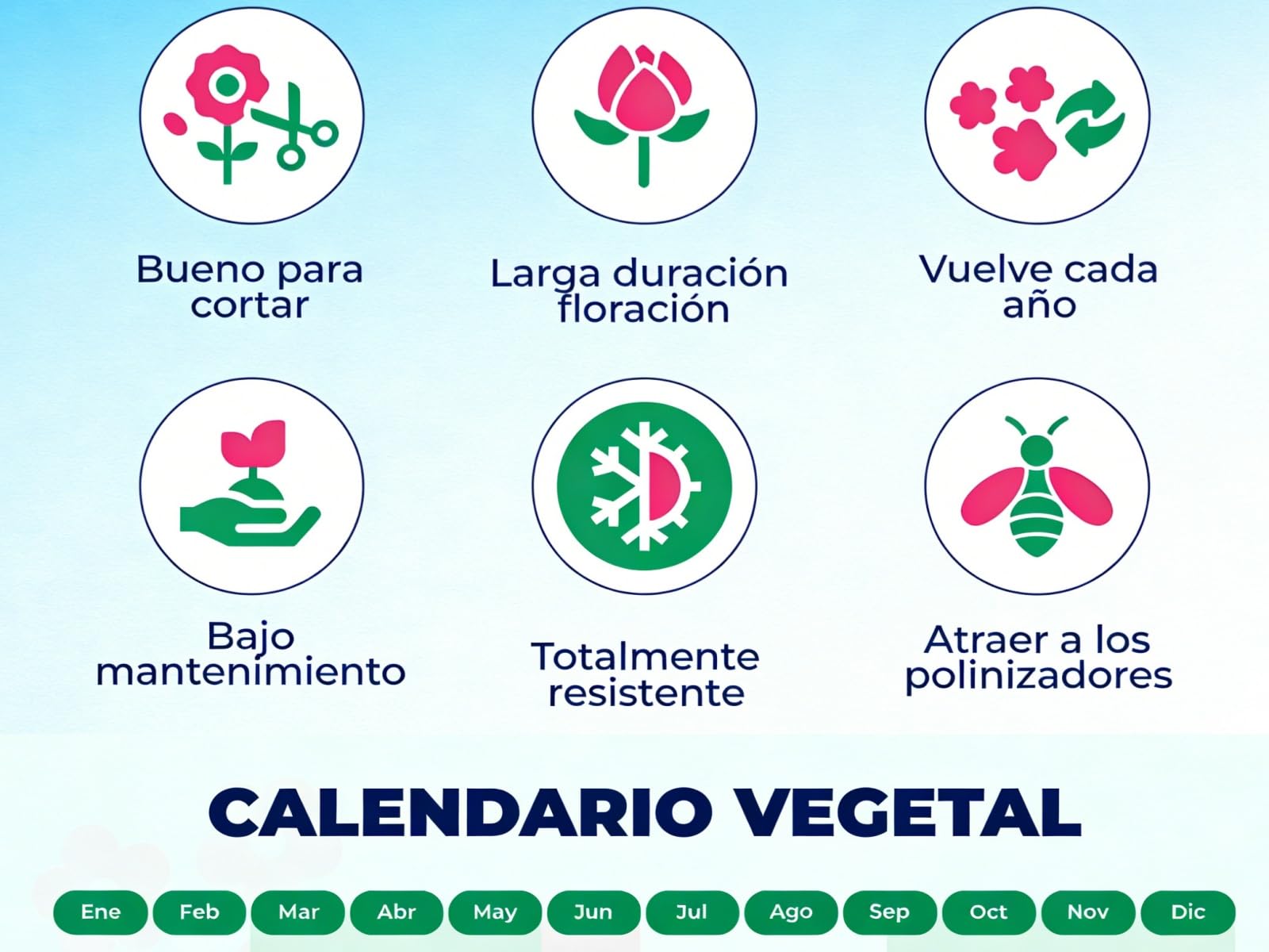 Peonía Asia Azul, híbrido de peonías grande, planta perenne resistente al invierno, plantas de Holanda para jardín y maceta (no semillas, bulbos o artificiales).-5bulbo-B
