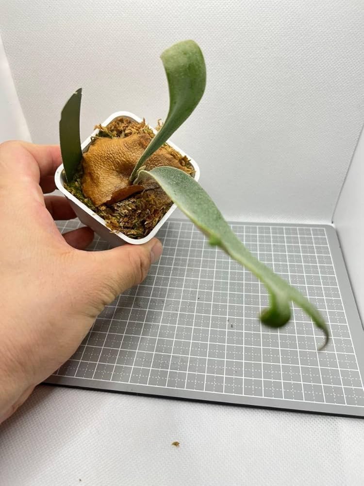 Amazon.co.jp: ビカクシダ P.willinckii YAL OC 子株出品 : おもちゃ