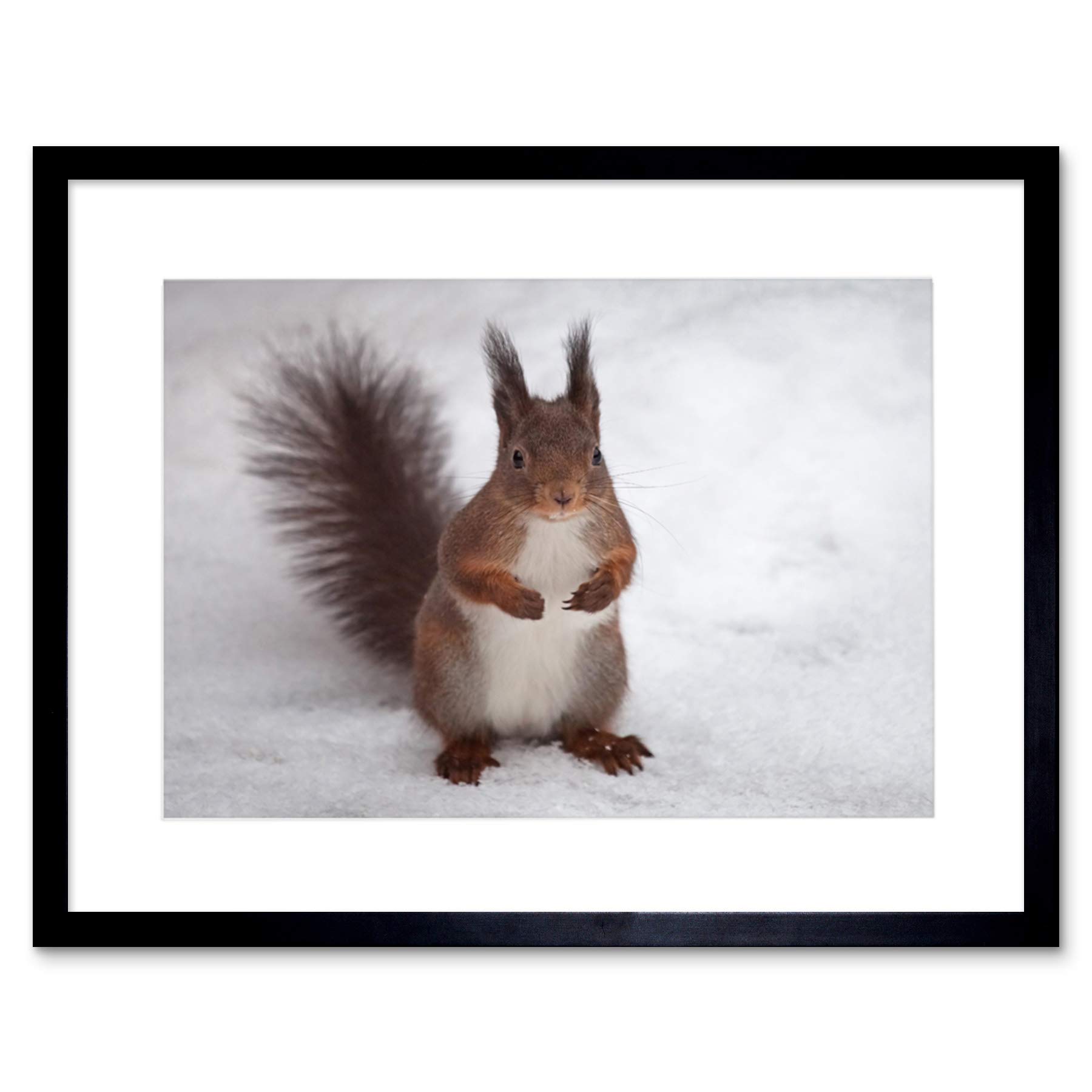 Wee Blue Coo Hungry Squirrel Red Nature Animal Snow Picture Framed Wall Art Print