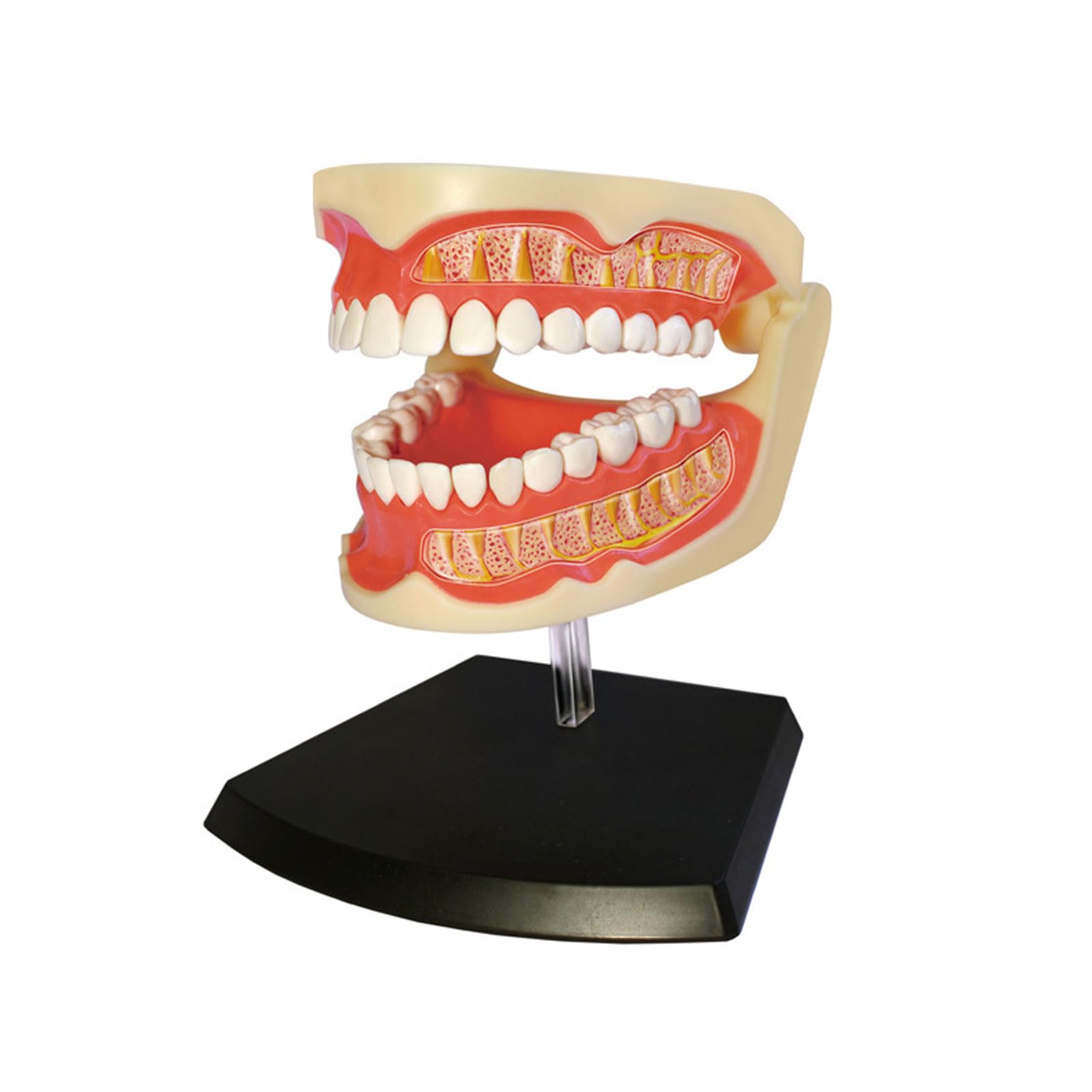 Amazon.co.jp: 4D人間の総入れ歯の模型の歯の模型の解剖学の標準的な