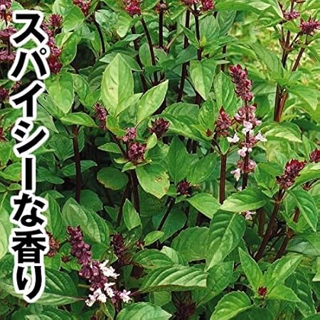Amazon シナモン バジル 種 50粒 野菜