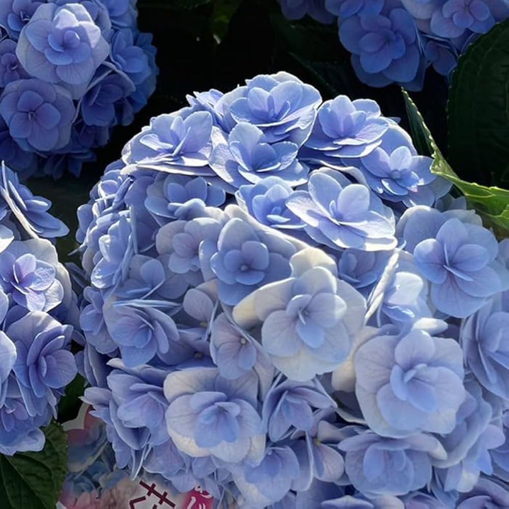 Amazon.co.jp: アジサイ 花宝 9cmポット 登録品種 ハイドランジア 苗