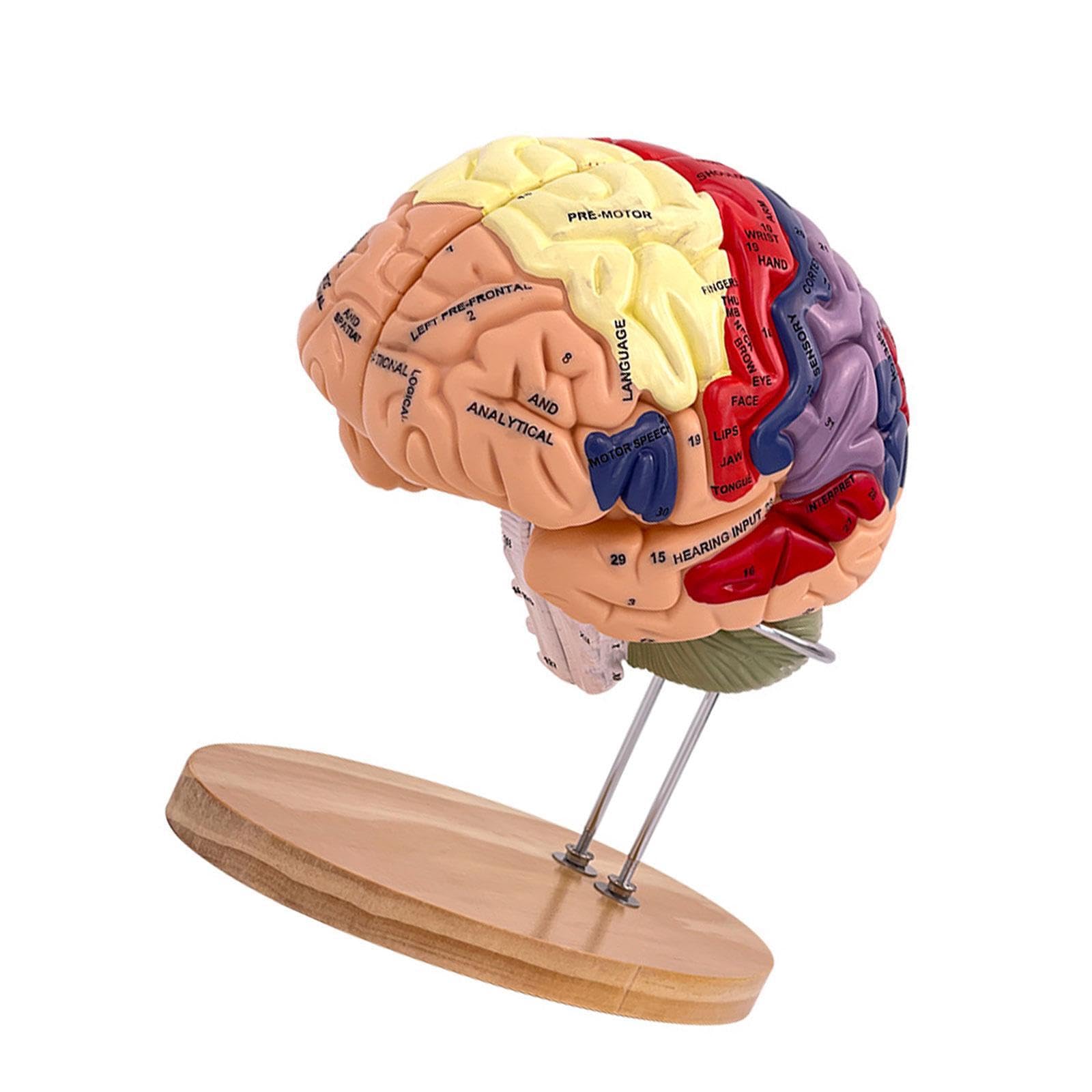 Modelo de Cerebro Humano para Aprender a enseñar tamaño Doble ampliado con áreas funcionales Desmontables para Estudio de anatomía Estudio en el