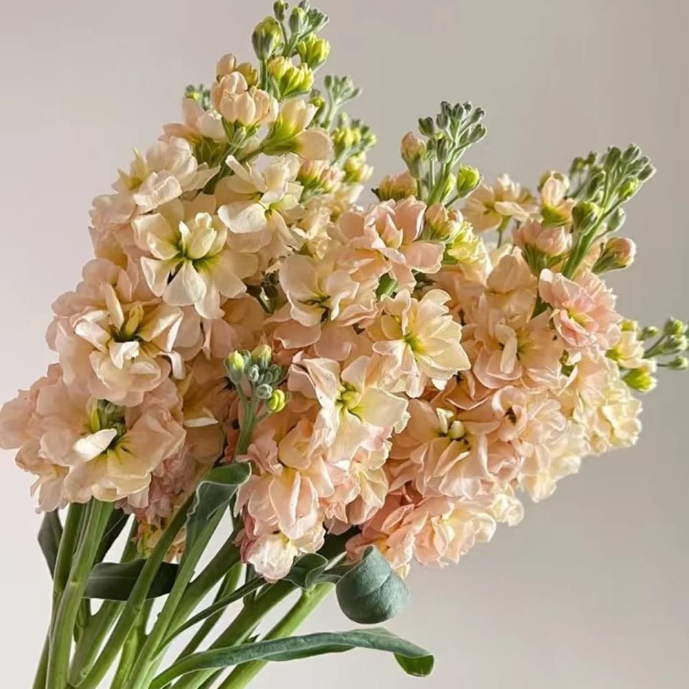 Lorbeer Samen Winterhart - 20 Stück Gewürzlorbeer Saatgut Für Balkon & Garten