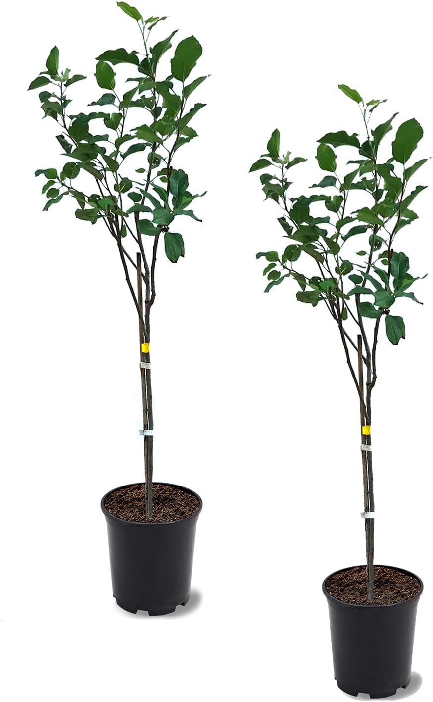 Anna Apple Tree, Low Chill, Deciduous, Fruit Bearing, Medium to Large Fruit, 1 gal Nursery Pot, 2-3 ft. Tree Height (Due to Agricultural Laws, we Cannot Ship to CA, AZ, AK, or HI), Green, 2 Trees