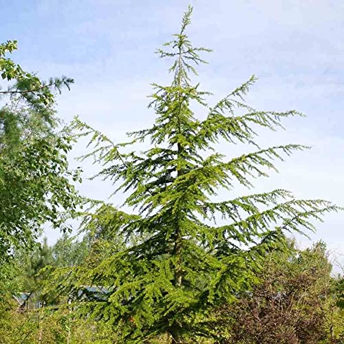 Chuxay Garden Cedrus Libani-Cedar Of Lebanon,Lebanese Cedar 5 Seeds Large Evergreen Conifer Fragrance Wood Ornamental Plant Great For Planting Low-Maintenance #TOP1