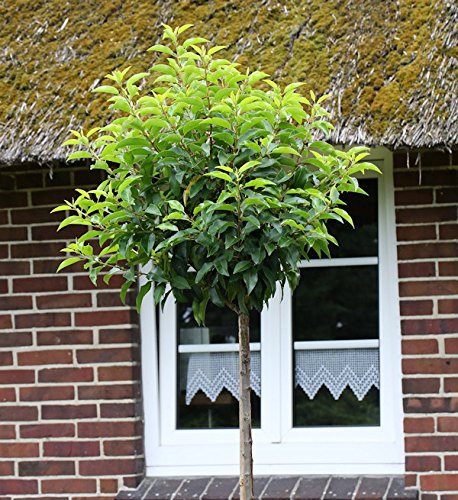 Hochstamm Portugiesische Lorbeerkirsche 80-100cm - Prunus lusitanica - lebende Gartenpflanze aus den Baumschulen