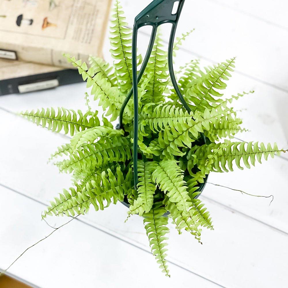 第4種発送/ポットごと発送/ネフロレピス＊ボストンファーン 第4種発送/ポットごと発送/ネフロレピス＊ボストンファーン