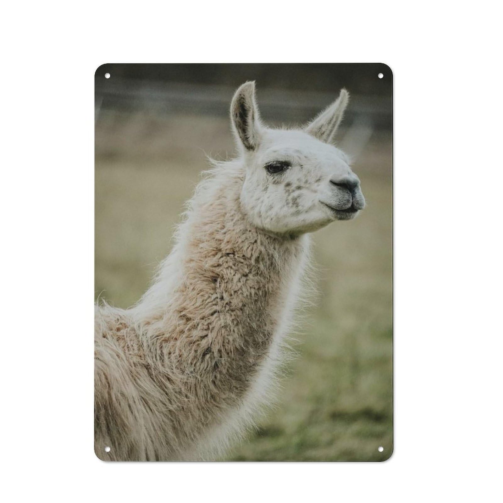 Everyday White Llama Portrait Metal Gift Sign 40x30cm, Room Wall Plaque for Home, Shop, Pub Or Studio Wall