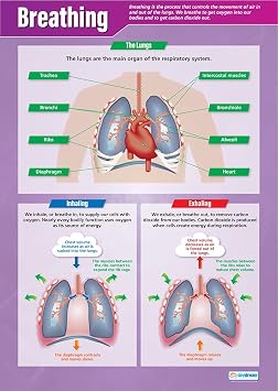 Daydream Education Breathing | Science Posters | Gloss Paper measuring 33 x 23.5 | STEM Charts for the Classroom | Education Charts