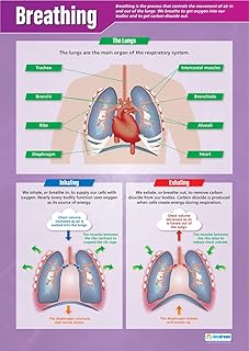 Breathing | Science Posters | Gloss Paper measuring 850mm x 594mm (A1) | Science Charts for the Classroom | Education Charts by Daydream Education