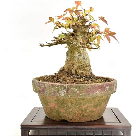 Amazon 盆栽 ミニ盆栽 通天楓 カエデ 唐楓 とうかえで 系 小品盆栽 数量あり 盆栽