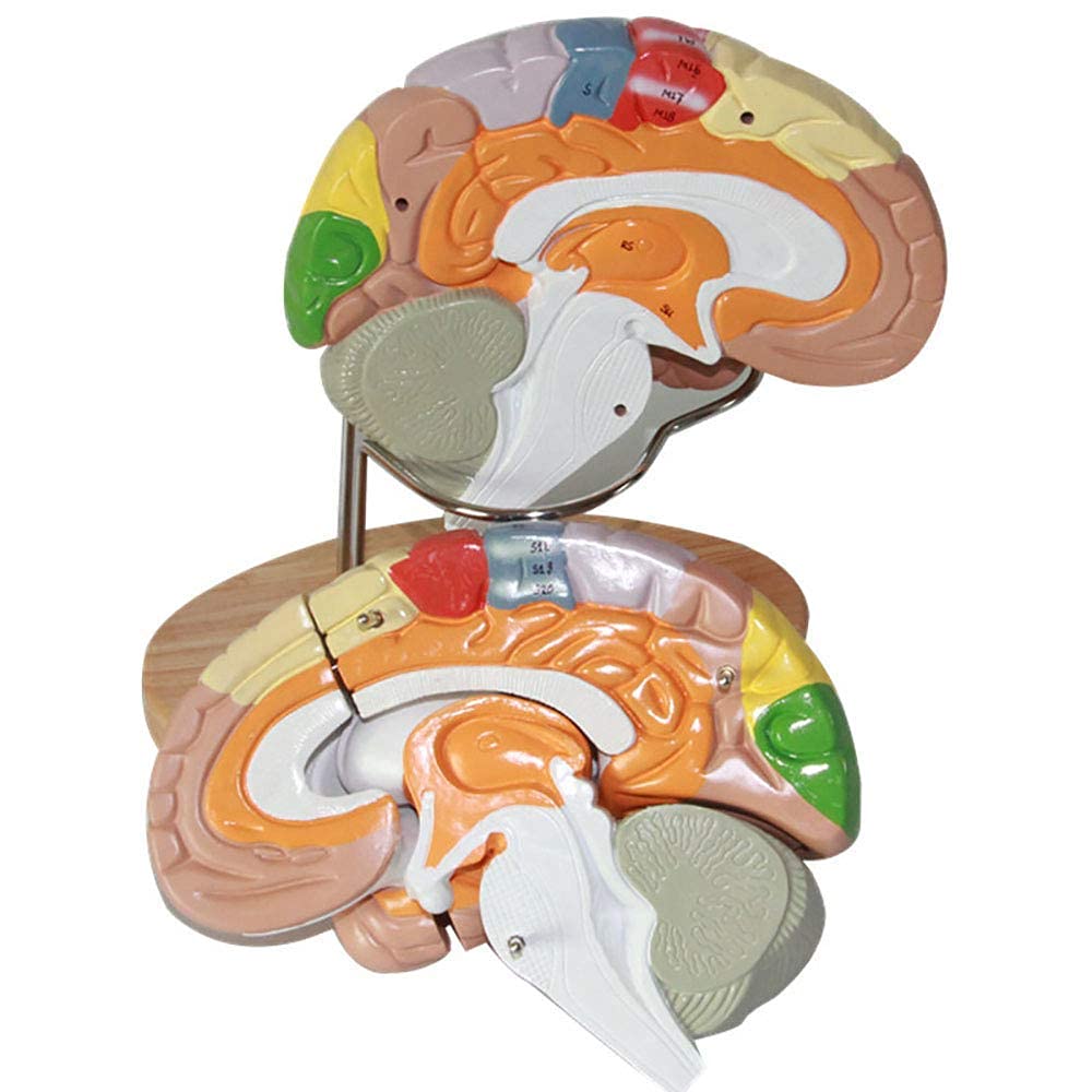 Modello di Cervello Umano con regioni Colorate ed etichettate, Modello anatomico del Cervello Umano, Modello di Struttura di partizione della Funzione cerebrale Dipinta