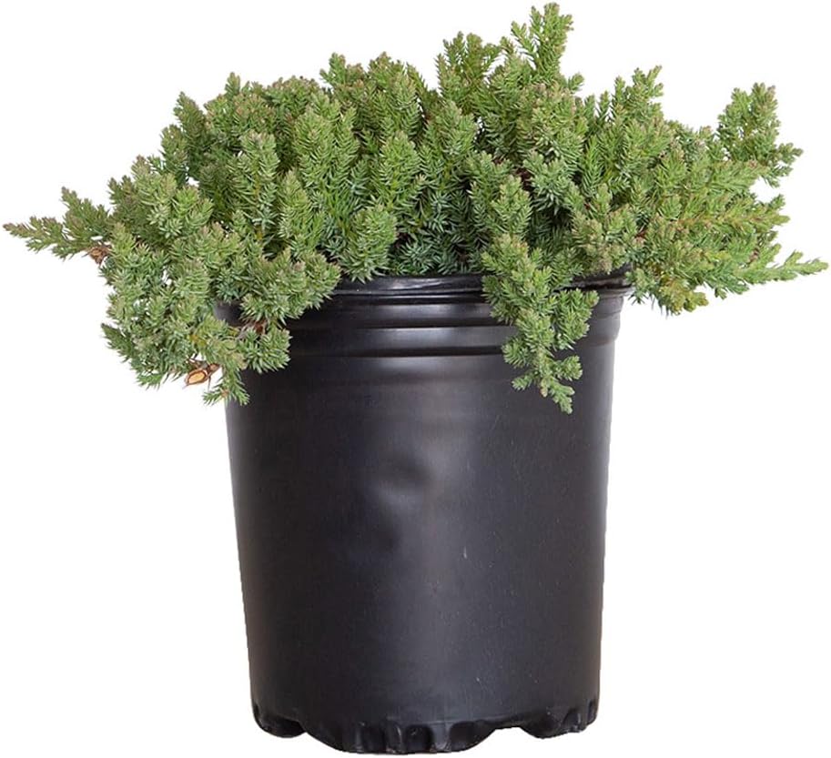 Procumbens Nana Juniper (2.5 Quart) Low-Growing Evergreen Groundcover Shrub - Bonsai Tree Live/Desk Plants Live Houseplants - Zen Garden Ecosphere