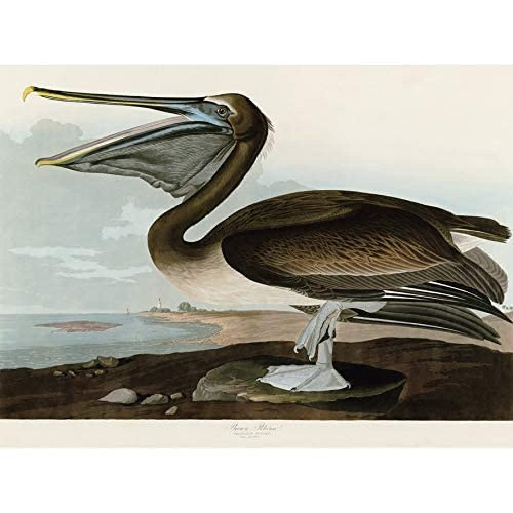 Artery8 Audubon Birds Pelican Brown Painting Unframed Wall Art Print Poster Home Decor Premium