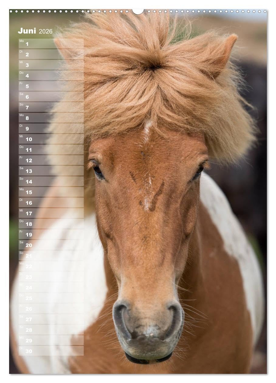 Mein ISLANDPFERDE Planer - Geburtstage, Hof-Feste, Turniere (hochwertiger Premium Wandkalender 2026 DIN A2 hoch), Kunstdruck in Hochglanz: Geburtstage, Hof-Feste und Turniere (CALVENDO Tiere)