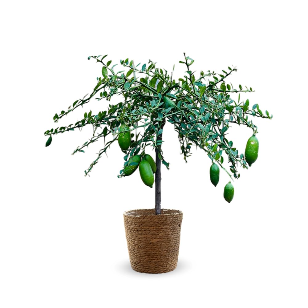 Citron caviar jaune arbre fruitier de prestige avec panier en jonc