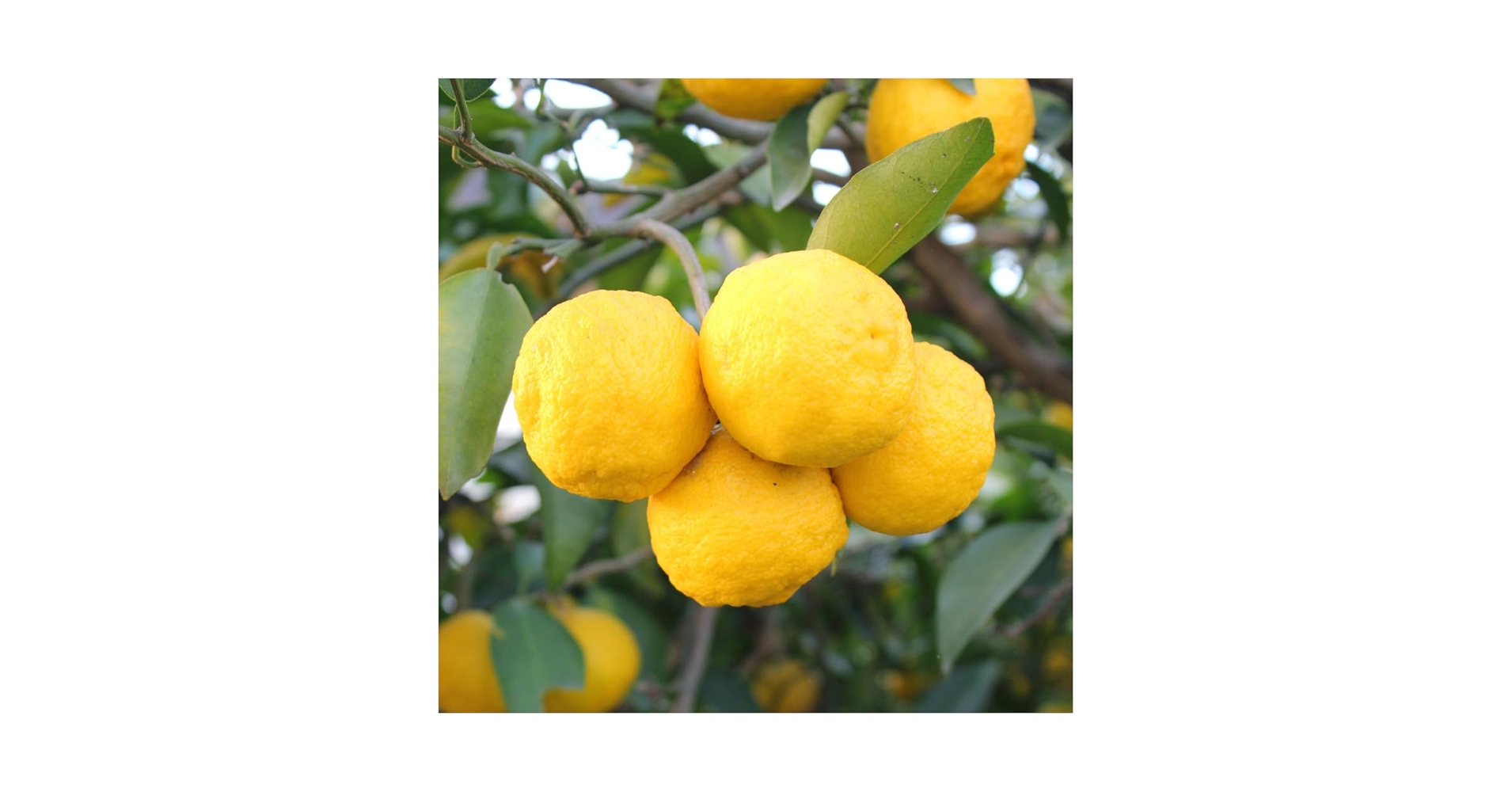 ◆柚子＊◆ Amazon.com : Yuzu Mandarin Plant, 2 to 3 Ft Mandarin Citrus