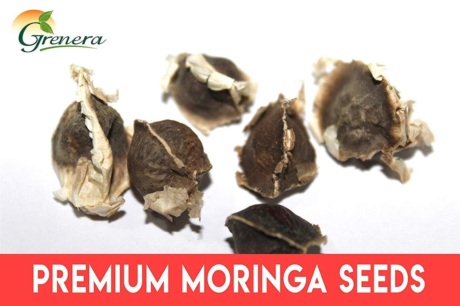 Grenera Moringa Seeds (PKM 1 Seeds) - 100 Seeds/Pack - Image 5 thumbnail