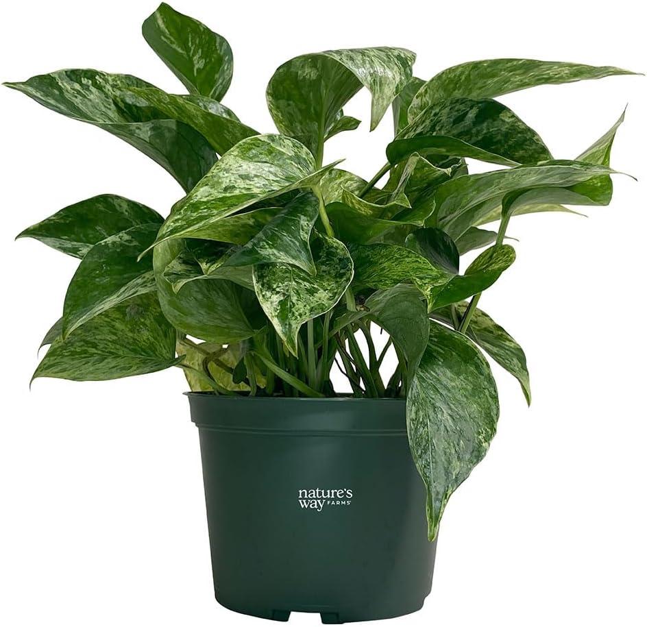 Nature's Way Farms Pothos Marble Queen Live Plant (8-15 in. Tall) in Grower Pot
