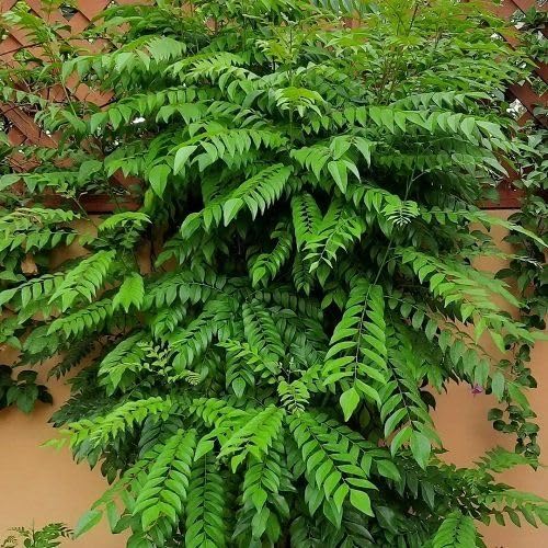 Fresh Curry Leaves Plant for Home Garden – Healthy and Aromatic | Ideal for Cooking & Gardening | My Dream Garden