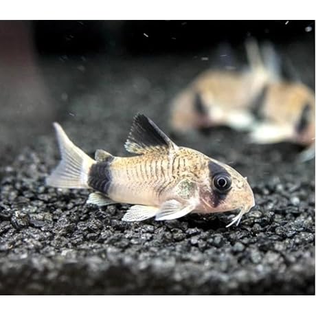 5 PANDA CORYDORAS LIVE AQUARIUM FISH. Guaranteed Live Arrival.