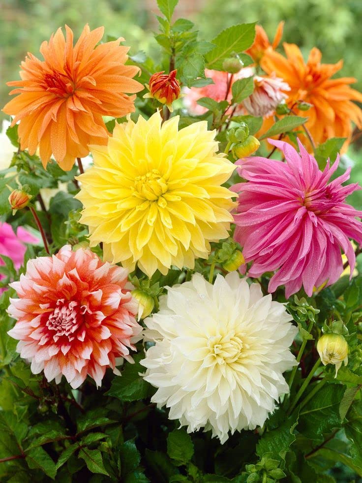See full amazon price history chart for Dahlia Hybrid Live Plant Flower Seeds for Home Garden Pack of 50 Seeds By Zabbus Dahlia Hybrid Live Plant Flower Seeds for Home Garden Pack of 50 Seeds By Zabbus (B0BQZC89F3) Amazon Price History, Amazon Price Tracker