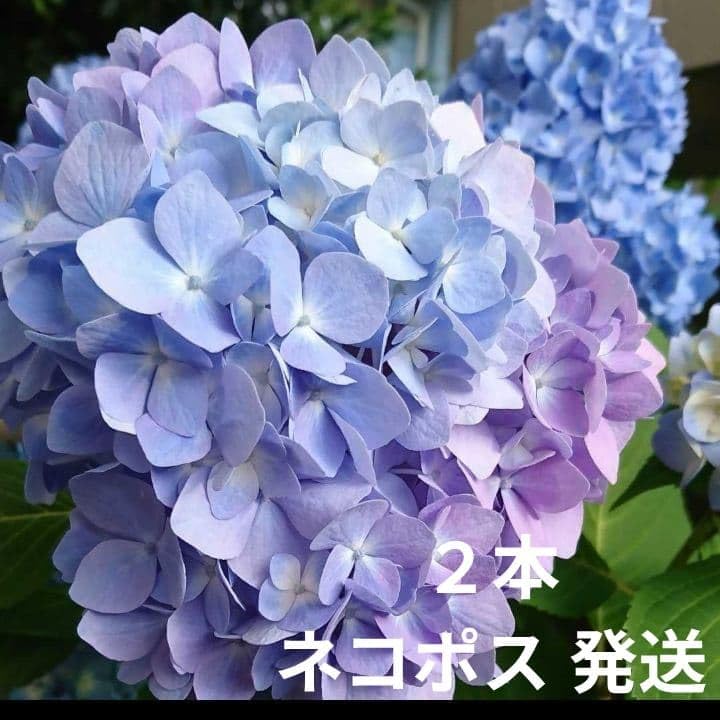 Amazon.co.jp: あじさい 紫陽花 アジサイ 挿し穂 : おもちゃ