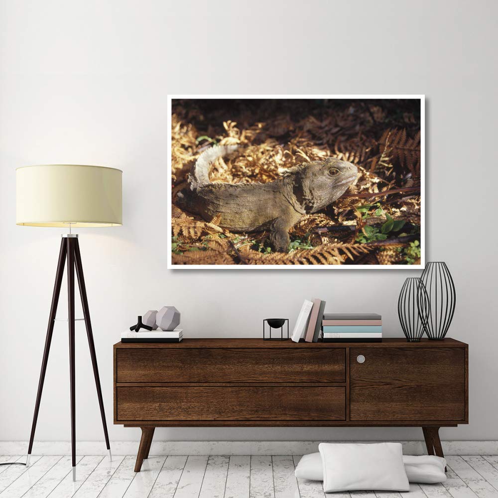 Artworks Italia Tuatara 70 ans mâle, Nouvelle-Zélande Papier Art-157,5 x106,7 cm
