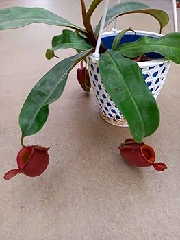 Amazon.co.jp: ！ アンプラリアレッド ウツボカズラ 食虫植物 : おもちゃ