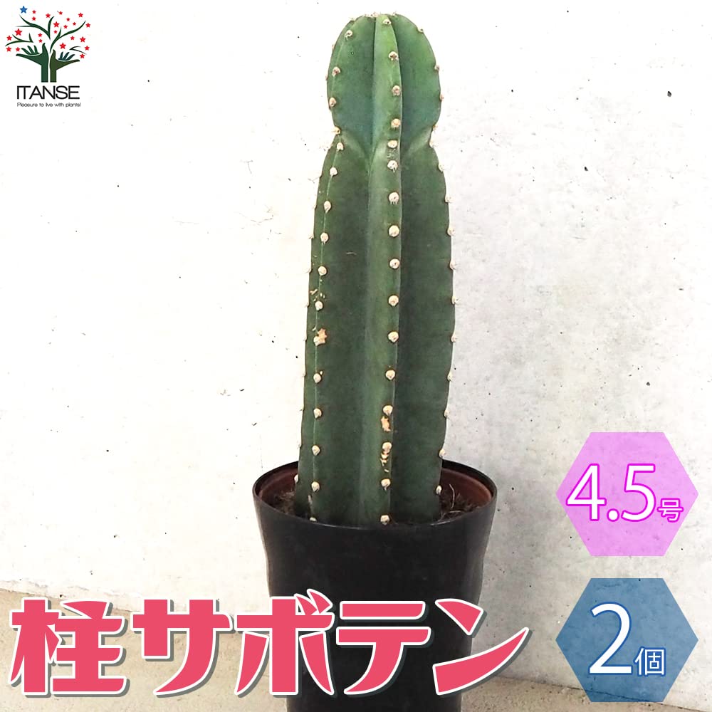 Amazon.co.jp: 柱サボテン 鬼面閣(キメンカク) 4.5号鉢 2個セット 