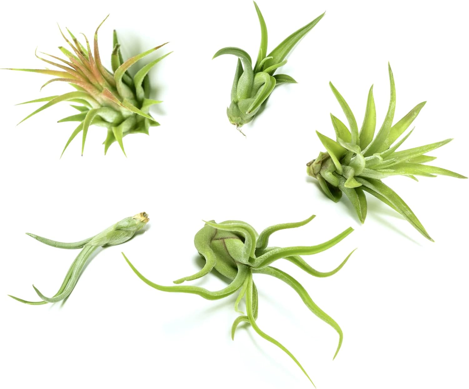 Air Plant Low Light House Plants Box (5PK) Tillandsia Air
