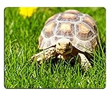 geochelone sulcata kaufen Einfacher zu reinigen und aufzubewahren: Dieses Mauspad kann für den Dauergebrauch mit Wasser gewaschen werden und lässt sich auch ohne Waschen leicht abwischen. Außerdem ist es sehr flexibel und leicht, sodass es sich zusammenfalten und auf dem Rucksack tragen lässt.